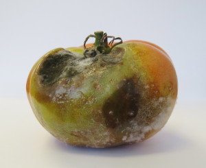 Cover photo for Pest News: Late blight isn’t late this year… It’s early again.