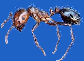 picture of fire ant