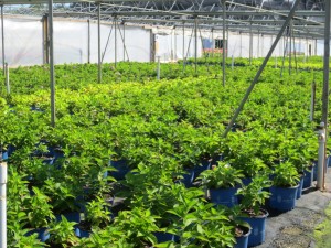 Cover photo for Managing Storm and Disaster Damage in Landscapes and Nurseries