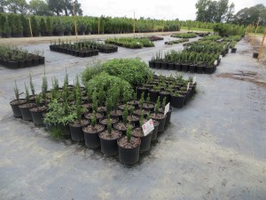 Cover photo for August 8, 2018 Eastern NC Nursery Field Day