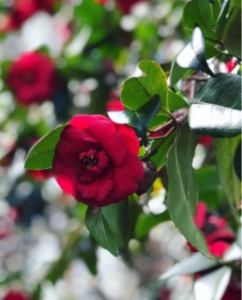 red camellia flower