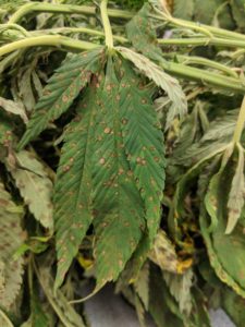 Cover photo for Exserohilum Leaf Spot Causing Problems in NC Hemp