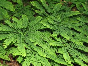 Adiantum pedatum