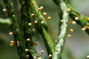 Cover photo for Modified Plant Disease and Insect Clinic Operations