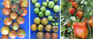 Symptoms of ToBRFV on tomato fruit