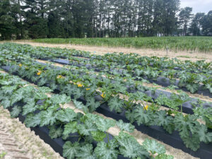 Cover photo for 2024 North Carolina Zucchini Squash Cultigen Evaluation Study Now Available